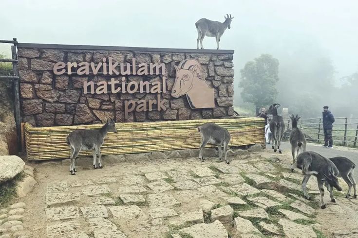 Eravikulam National Park